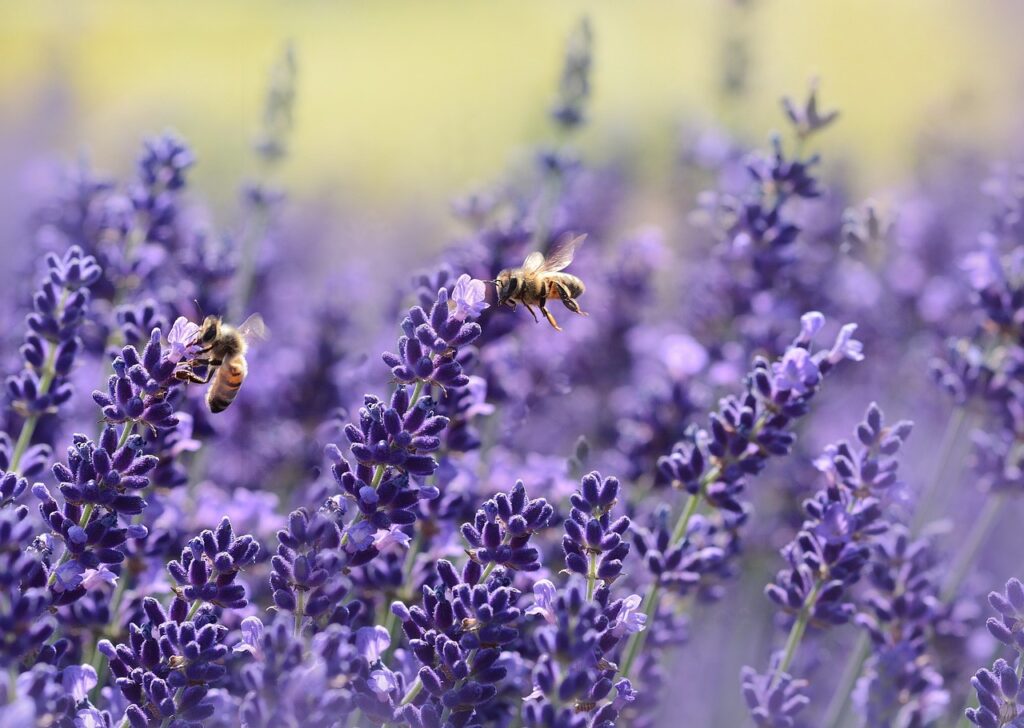 laventeli pölyttäjät ja biodiversiteetti omakotitalon pihalla